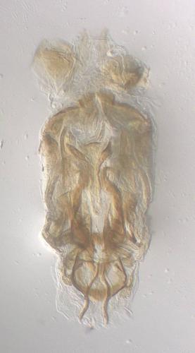 Thinodromus sp.